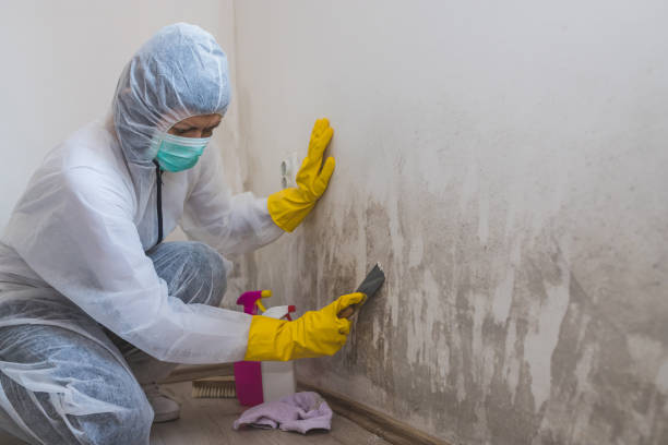 Mold Remediation for Rental Properties in Mill Valley, CA